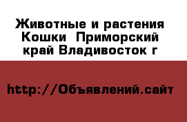 Животные и растения Кошки. Приморский край,Владивосток г.